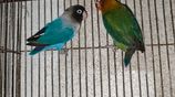 love birds
