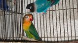 love birds