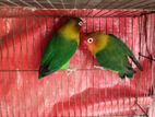 Love birds sell