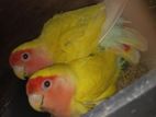 Love Birds
