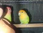 Love Bird For Sale