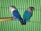 Love Birds