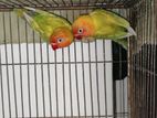 Love Birds 💕