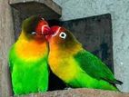 Love Birds