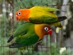 Love Birds