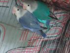 Love Birds