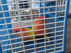 Love Birds