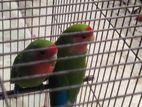 Love Birds