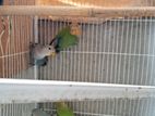 Love Birds for sell
