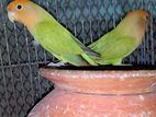 Love Birds (Green Opaline Rozy)