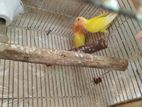 love birds jora for sell