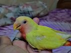 love birds lotino red eye read face baby for sell