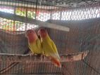 Love Birds Lutino Opaline রানিং পেয়ার
