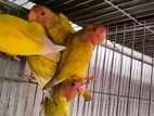 Love Birds|| Lutino peachface red eye 4 pcs availabl