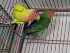 Love birds (new pair) full adult