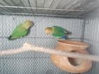 love birds ( running pair)