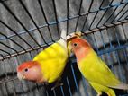 Love Birds Sell