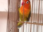 Love bird for sell