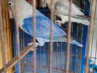 Love Bird