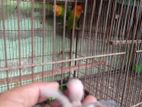 Love bird for sell