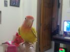 Love bird sell