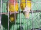 Love bird