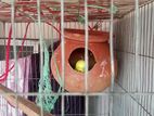 Lovebard Bird