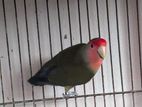 Lovebird Adult Female