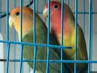 LoveBird - Adult, Healthy and Active