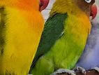 LoveBird Adult Pair for sell