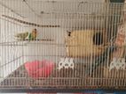 Lovebird & Budgirigar