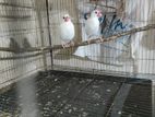 Lovebird And Zava Pakhi Sell Hobe