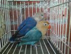 lovebird argent sell hobe