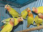 Lovebird available