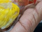 Love bird Baby