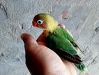 Lovebird Baby