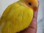 Lovebird baby