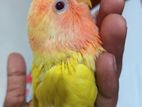 Lovebird baby