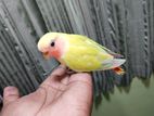 lovebird baby