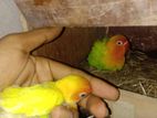 LoveBird Baby