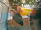 Lovebird Baby Pair