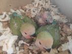 Lovebird Baby team Size