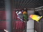 Lovebird birds