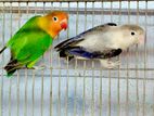 Lovebird Birds