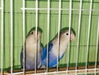 Lovebird Blue Fisher And Rezi Peach Face