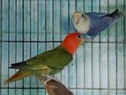 Lovebird breeding pair.