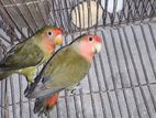 Lovebird Breeding Pair