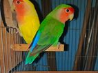 Lovebird Breeding pair for sale