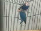 Lovebird Breeding pair / লাভবার্ড ব্রিডিং পেয়ার