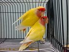 Lovebird Cokatail English Pair